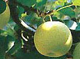 ���܂��_�� �A�E�g���b�g�i���ƒ�p�j20���I�� 3L�T�C�Y13.5kg/1��36��\7,611
