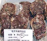 イワガキ中・壺岩牡蠣岩ガキ, 岩牡蛎, いわがき