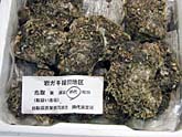 イワガキ中・平岩牡蠣岩ガキ, 岩牡蛎, いわがき